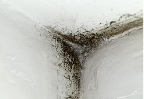 mold remediation