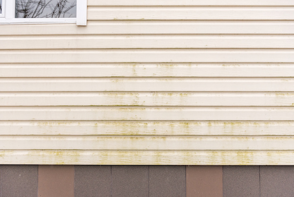 entrusted-Mold and mildew on siding. Dirty wall of house