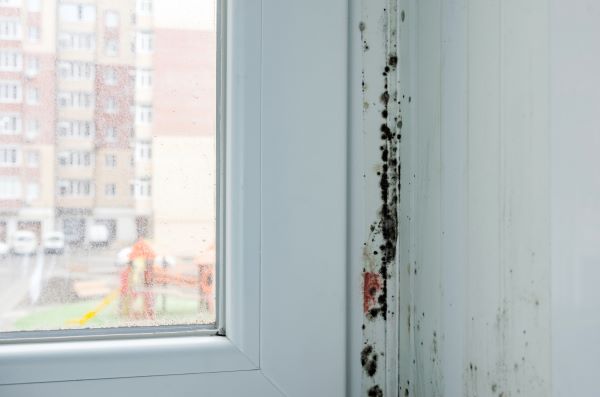Things That Happen When Mold is Left Untreated